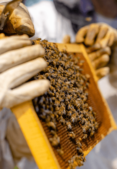 Intro to Beekeeping Workshop: Hive Basics and Honey Harvest