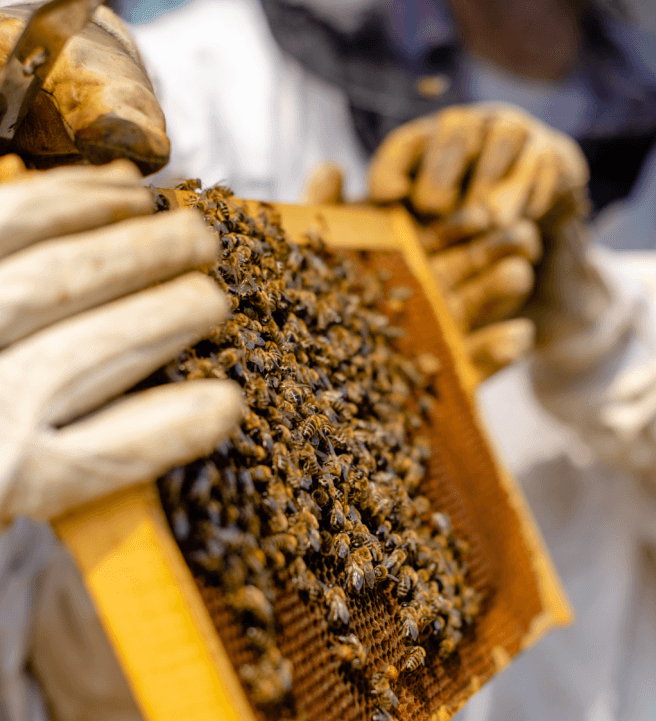 Intro to Beekeeping Workshop: Hive Basics and Honey Harvest