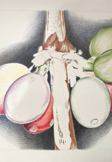 Introduction to Coloured Pencils Course