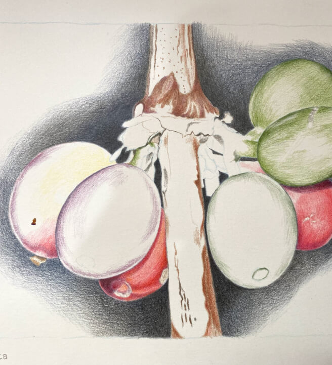 Introduction to Coloured Pencils Course