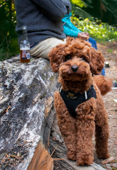 Introduction to DSLR Photography Short Course