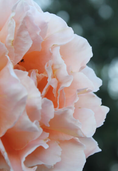 Introduction to DSLR Photography Short Course