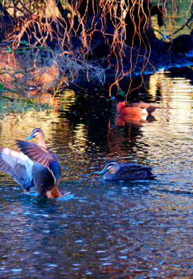 Introduction to DSLR Photography Short Course