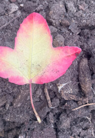 Introduction to Gardening for Beginners