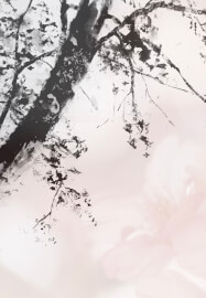 Japanese Ink Painting - Spring Cherry Blossoms