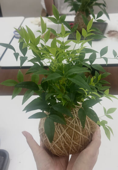 Japanese Kokedama Making Workshop