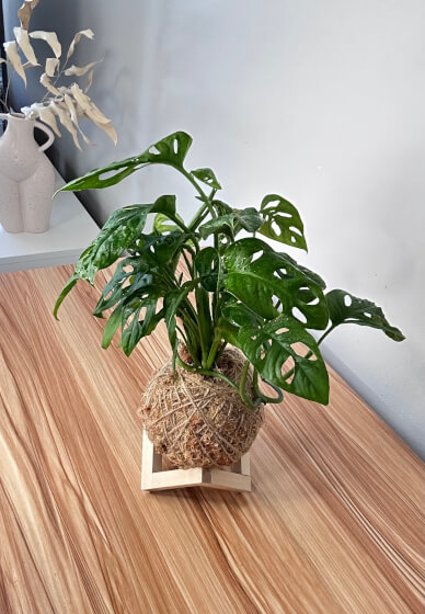 Japanese Kokedama Making Workshop