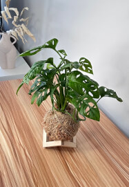 Japanese Kokedama Making Workshop
