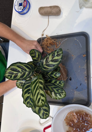 Japanese Kokedama Making Workshop