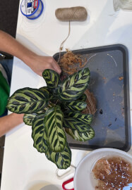 Japanese Kokedama Making Workshop