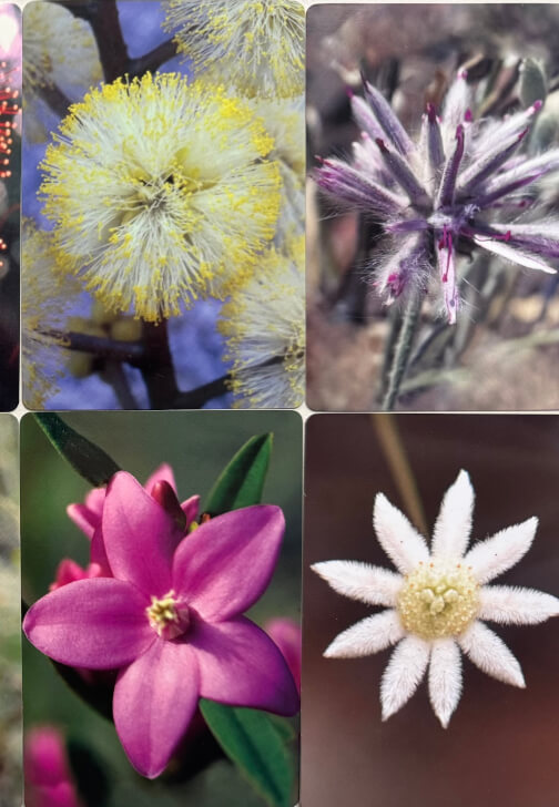 Joyfully Creative Flower Essence and Art Workshop