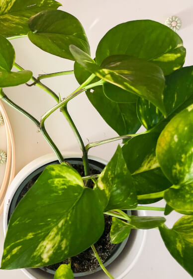 Kids Workshop - Make Your Own Hanging Planter