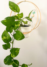 Kids Workshop - Make Your Own Hanging Planter