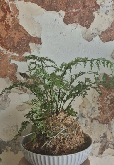 Kokedama and Macrame Workshop