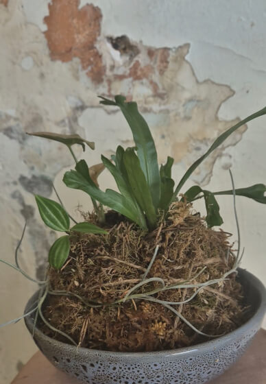 Kokedama and Macrame Workshop