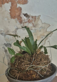 Kokedama and Macrame Workshop