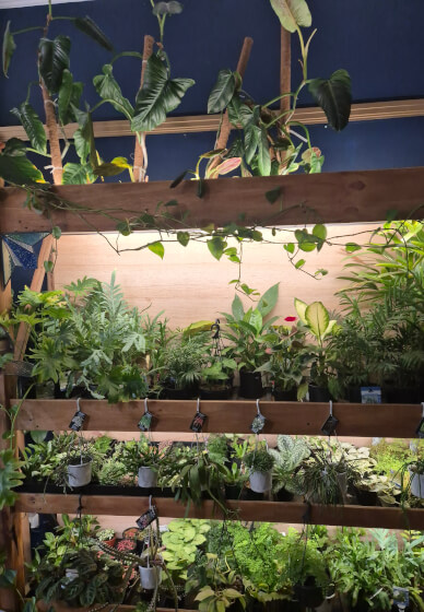 Kokedama and Macrame Workshop