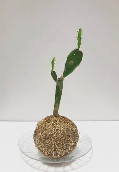 Kokedama Class