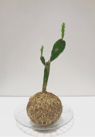 Kokedama Class