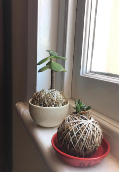Kokedama Class