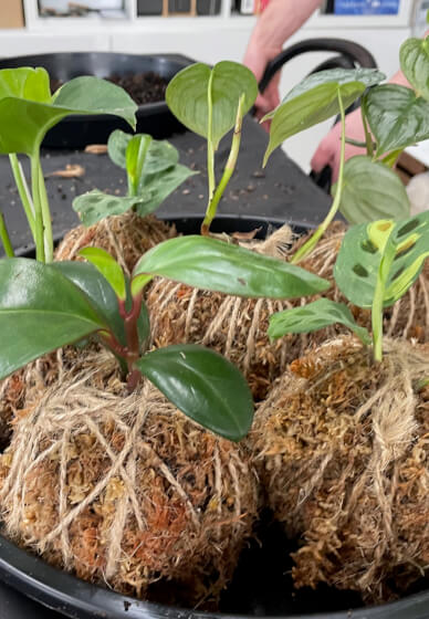 Kokedama 'Moss Ball' Class: Central Coast