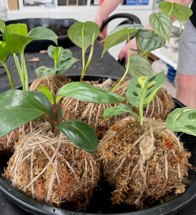 Kokedama 'Moss Ball' Class: Central Coast