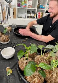 Kokedama 'Moss Ball' Class: Central Coast