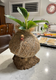 Kokedama Moss Ball Workshop