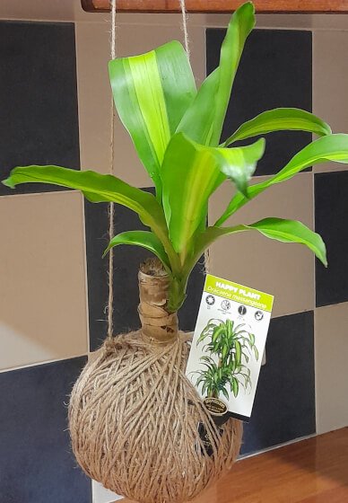 Kokedama Moss Ball Workshop