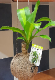 Kokedama Moss Ball Workshop