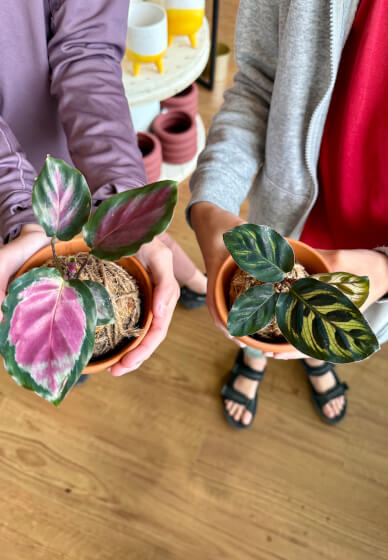 Kokedama Workshop: Create Your Own Moss Ball Magic