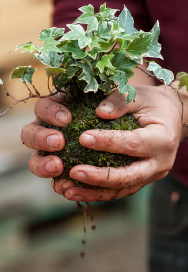 Kokedama Workshop: Create Your Own Moss Ball Magic