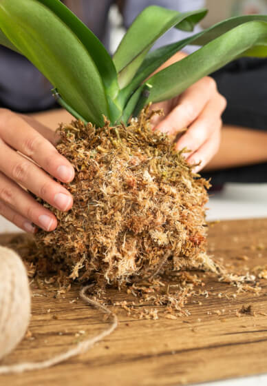 Kokedama Workshop: Create Your Own Moss Ball Magic