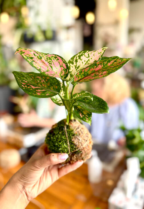 Kokedama Workshop: Create Your Own Moss Ball Magic