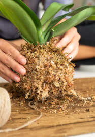 Kokedama Workshop: Create Your Own Moss Ball Magic