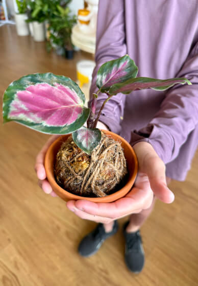 Kokedama Workshop: Create Your Own Moss Ball Magic