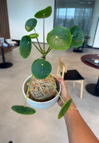 Kokedama Workshop: Create Your Own Moss Ball Magic