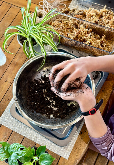 Kokedama Workshop: Create Your Own Moss Ball Magic