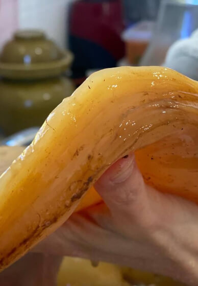 Kombucha Brewing Workshop