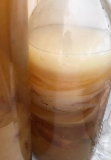 Kombucha Brewing Workshop