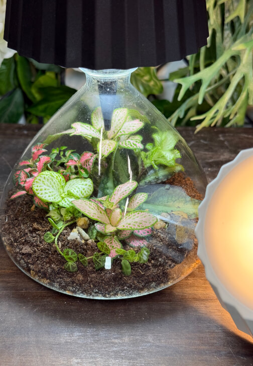 Lamp Terrarium Workshop