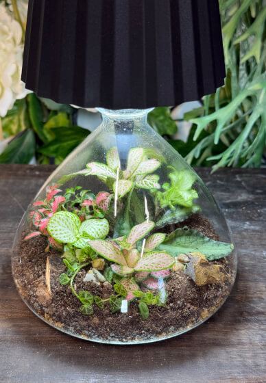 Lamp Terrarium Workshop