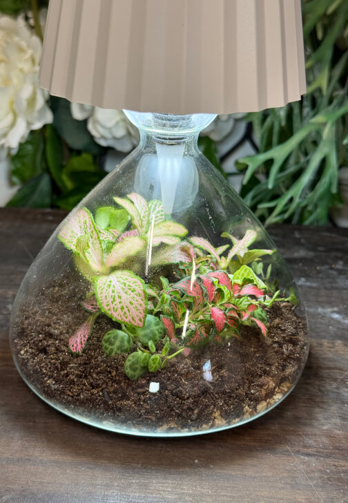 Lamp Terrarium Workshop