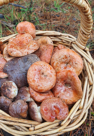 Learn Mushroom Foraging and Identification