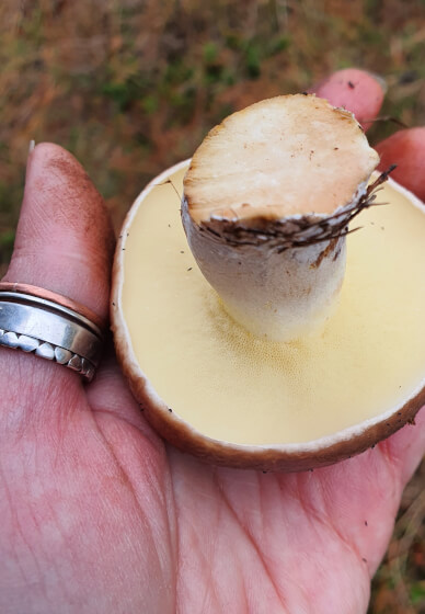 Learn Mushroom Foraging and Identification