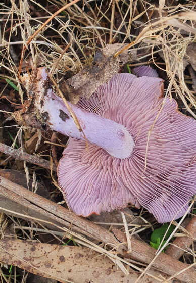 Learn Mushroom Foraging and Identification