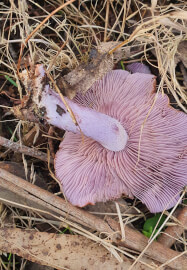Learn Mushroom Foraging and Identification