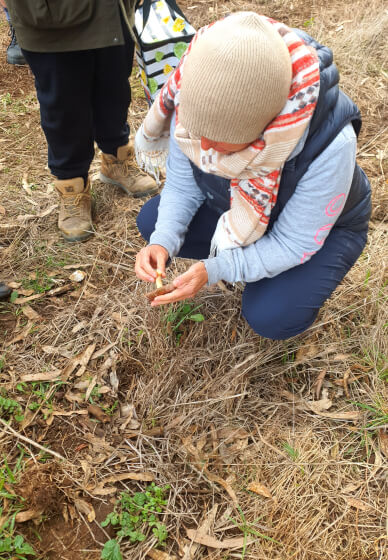 Learn Mushroom Foraging and Identification