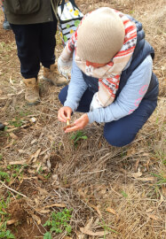 Learn Mushroom Foraging and Identification