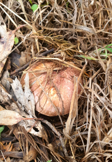 Learn Mushroom Foraging and Identification